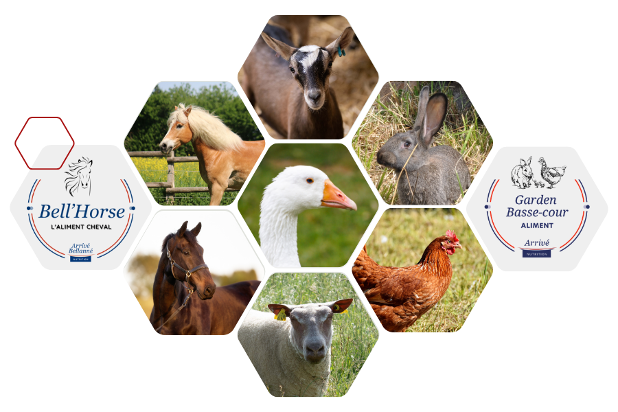 Aliments basse cour et chevaux