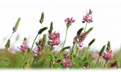 Un champ de fleurs de Sainfoin