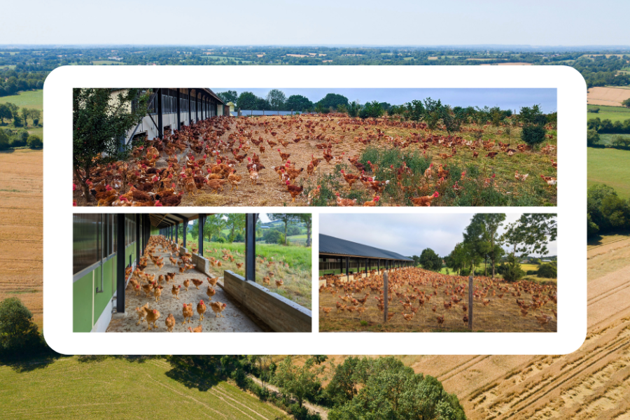 Poulet en pleine air