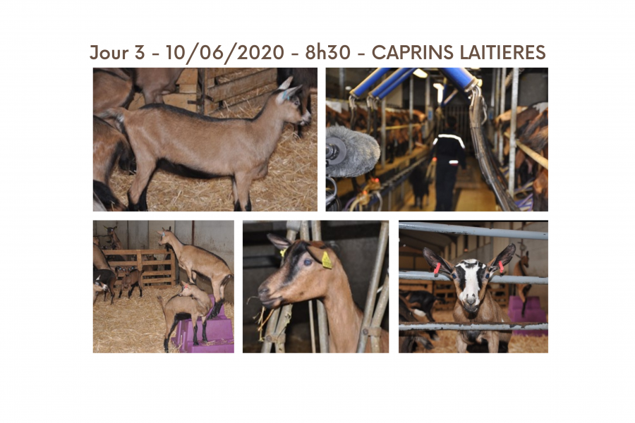 Elevage laitier de caprins, jeunes chevrettes jouant sur la paille et chèvres à la traite.