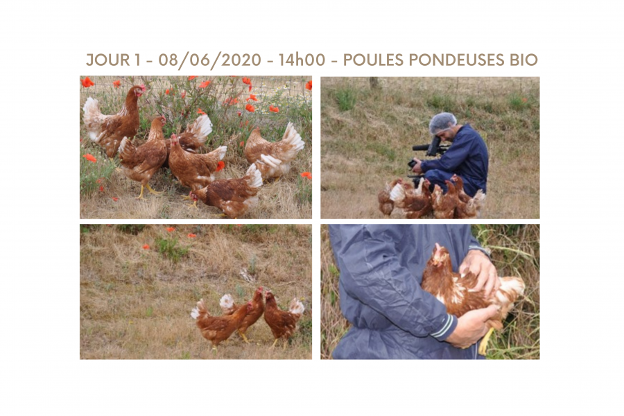 Elevage de poules pondeuses avec metteur en scène entouré d'animaux.