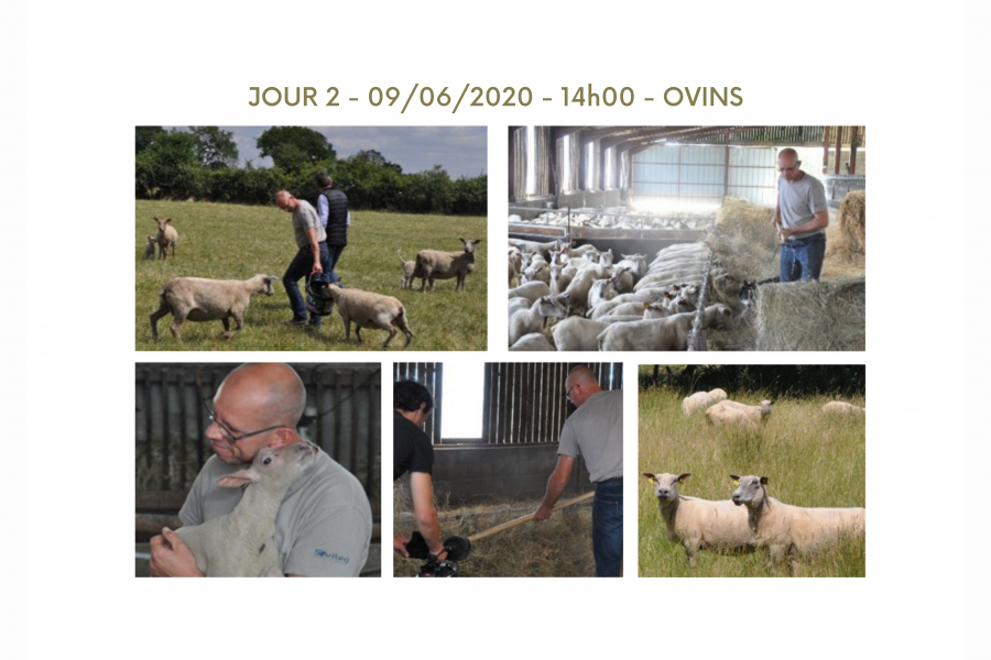 Elevage d'ovins avec un éleveur aux petits soins