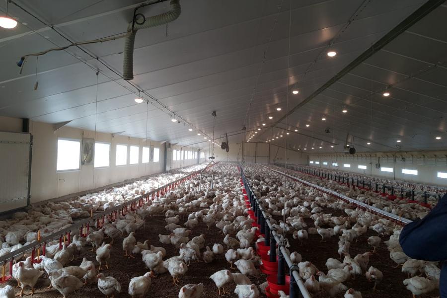 Elevage de poulet éclairé avec de la lumière naturelle.