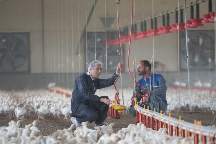 Installation et Transmission en élevage avicole