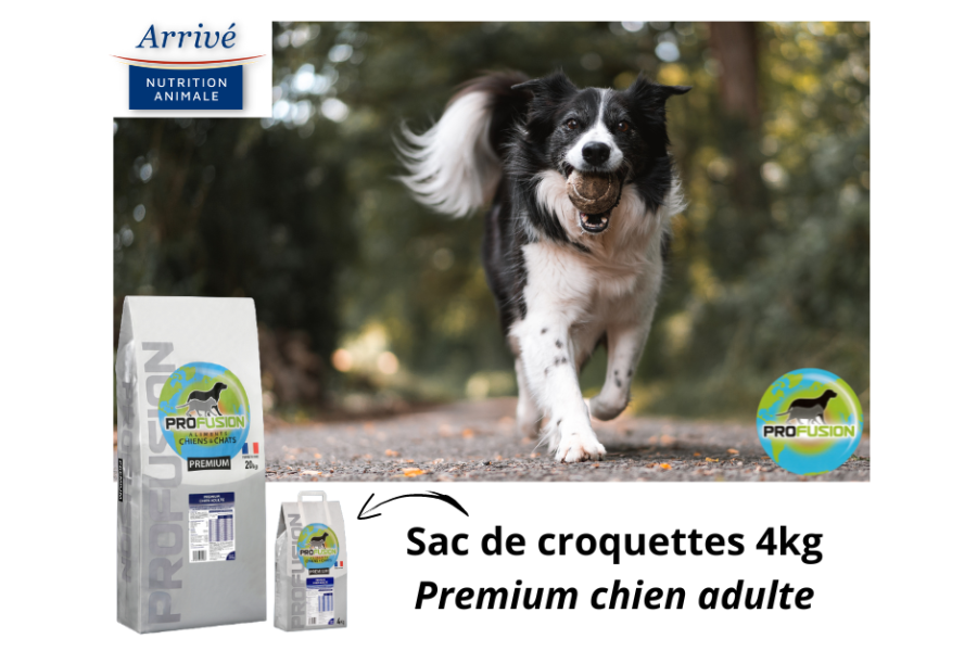 Chien adulte avec une balle, mise en avant des sacs de croquettes de 4 kg premium chien adulte
