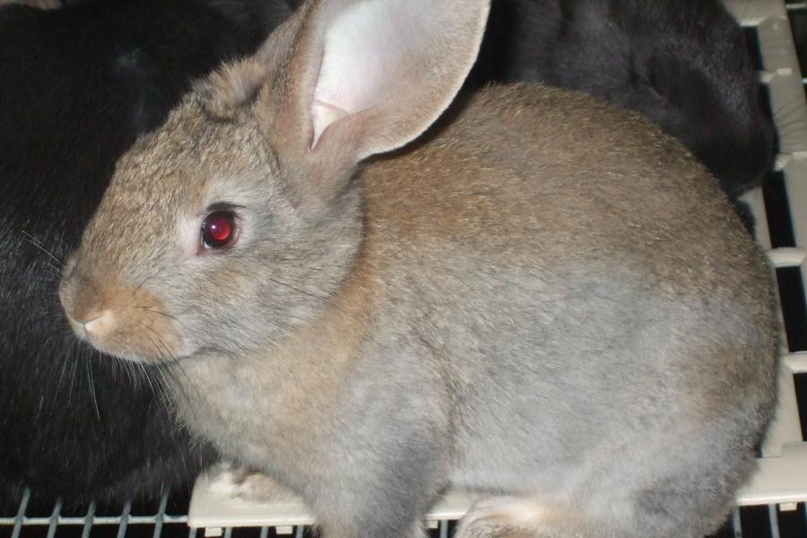 Lapins