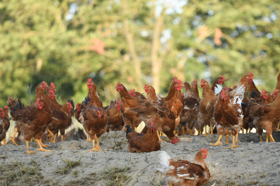 Polyvalence en élevage avicole