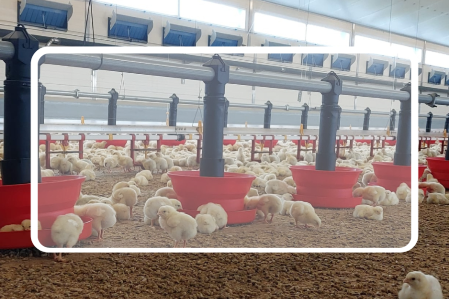 Poussins dans le bâtiment agricole éco-énergétique