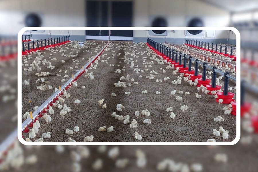 Poussins dans un bâtiment de volailles