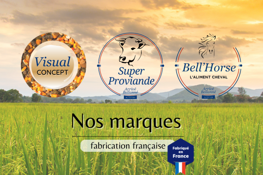 Logo Visual Concept, Super Proviande, Bell'Horse