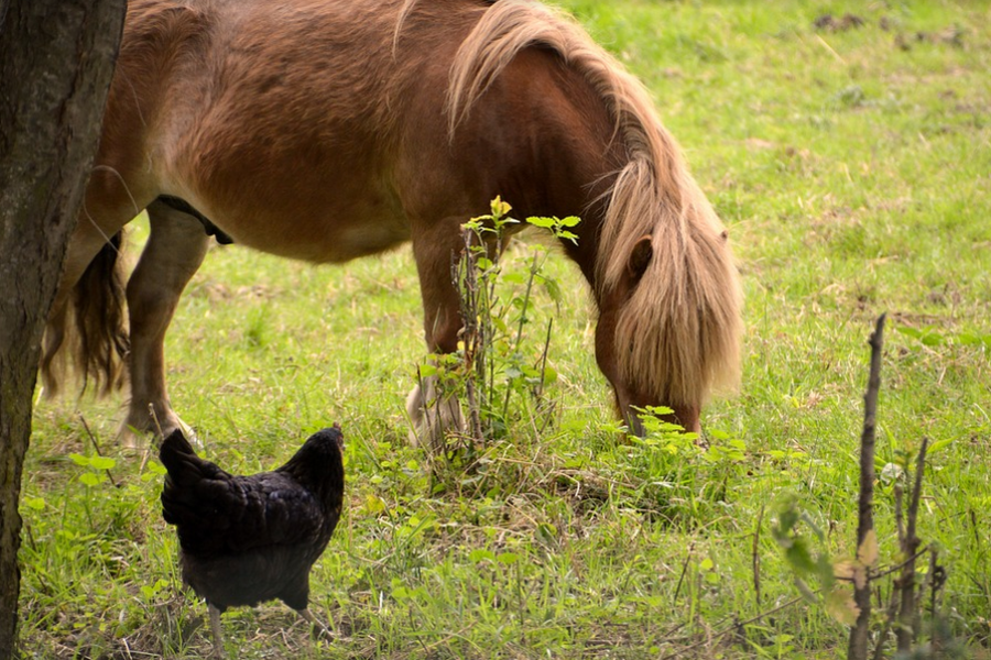 Animaux aliments basse cour