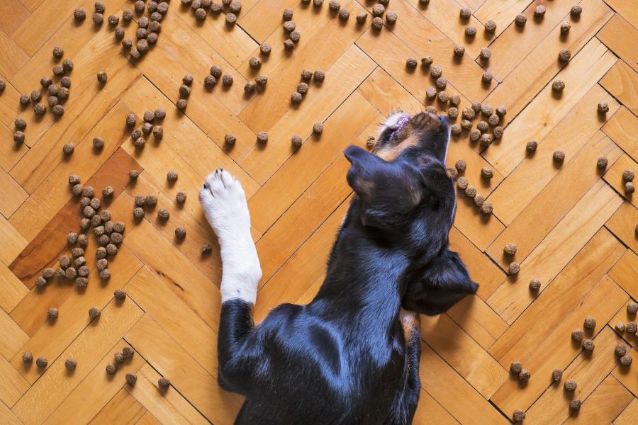 Chien mangeant des croquettes sur le parquet