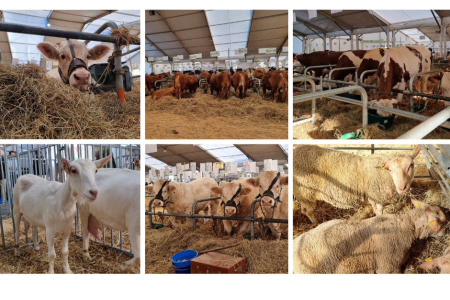 Animaux des salons agricoles, moutons, vaches, chèvres