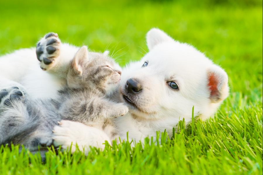 Chiot et chaton jouent le ventre bien rempli d'aliment marque Profusion