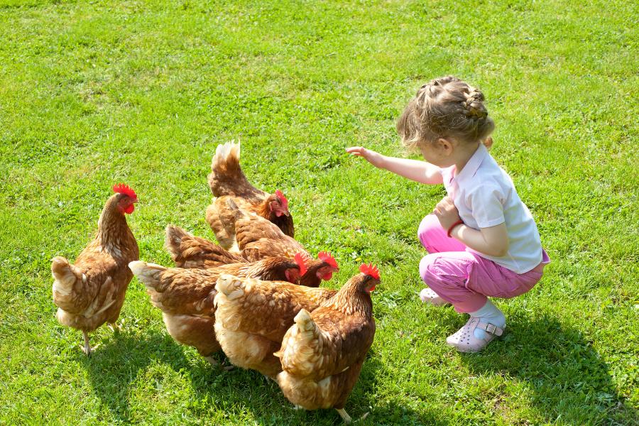 Ensemble, pour nourir l'avenir. Une petite fille sur l'herbe donne à manger à quelques poules.